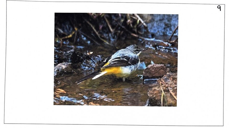 Grey Wagtail, photographed at BMS